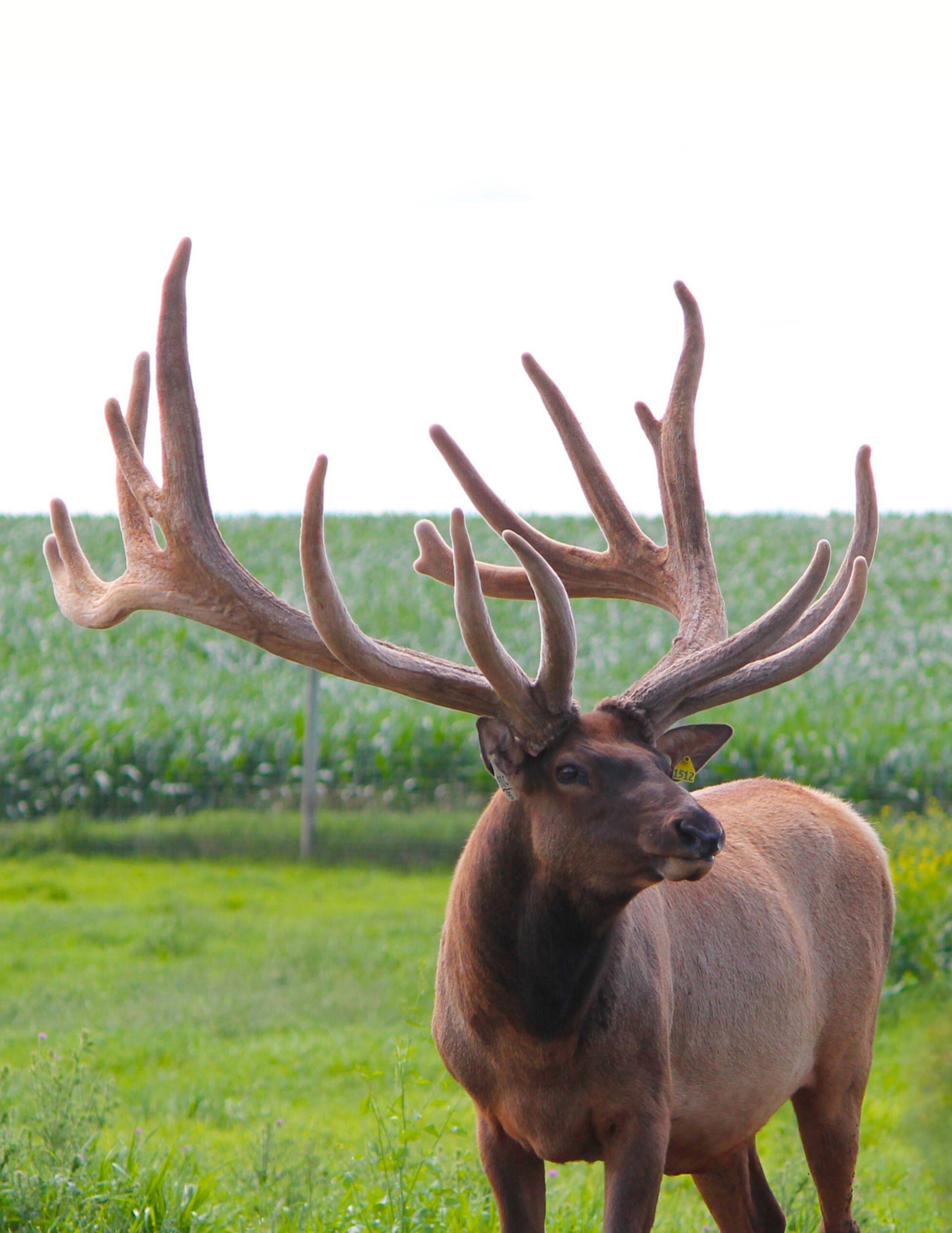 Elk with large antlers standing in a grassy field