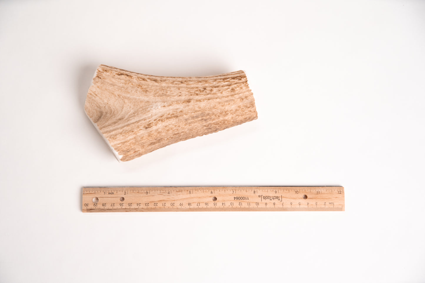 Small sized elk antler chew with a ruler for scale on a white background