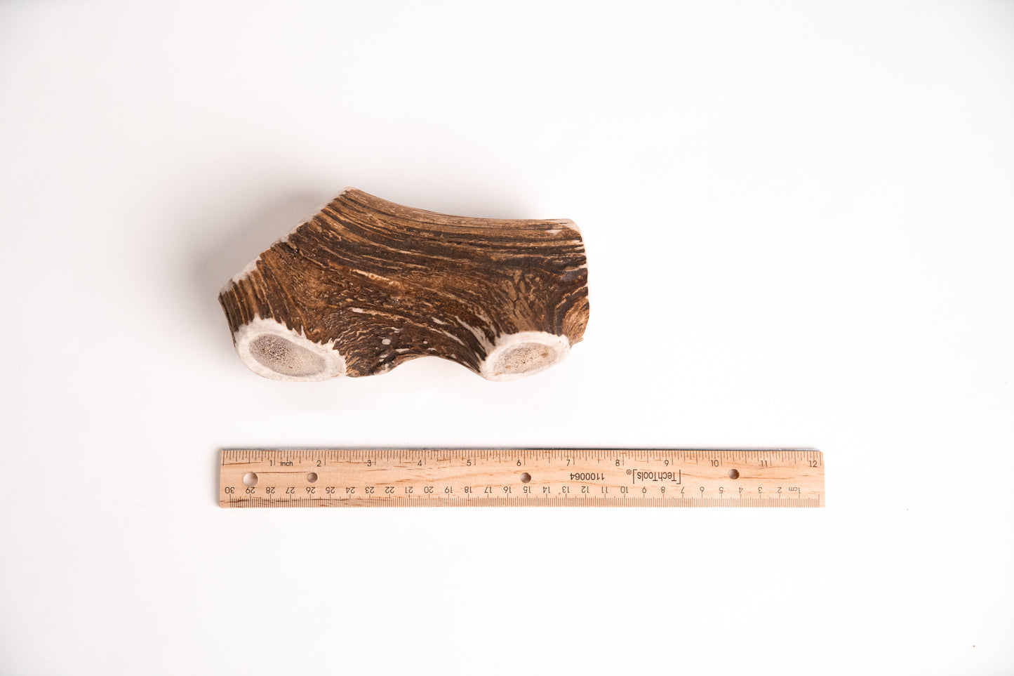 Deer Antler section with a ruler for scale on a white background