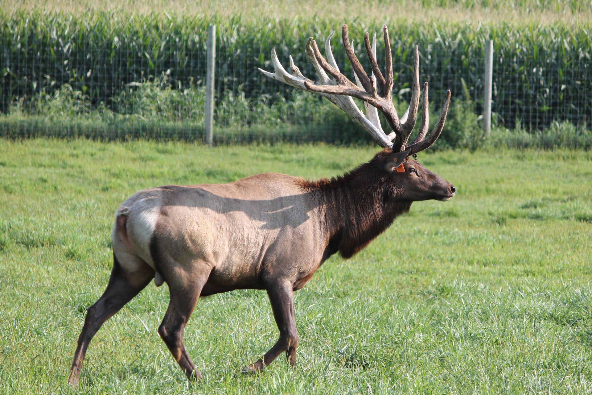 Elk with large antlers in a grassy field with cornfield in the background
