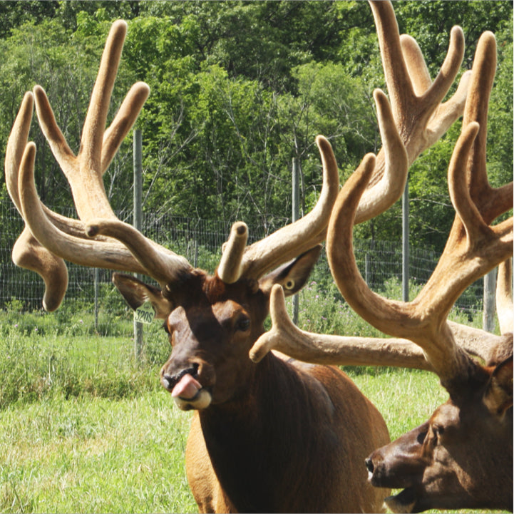 Elk Facts – Noble Elk Farm