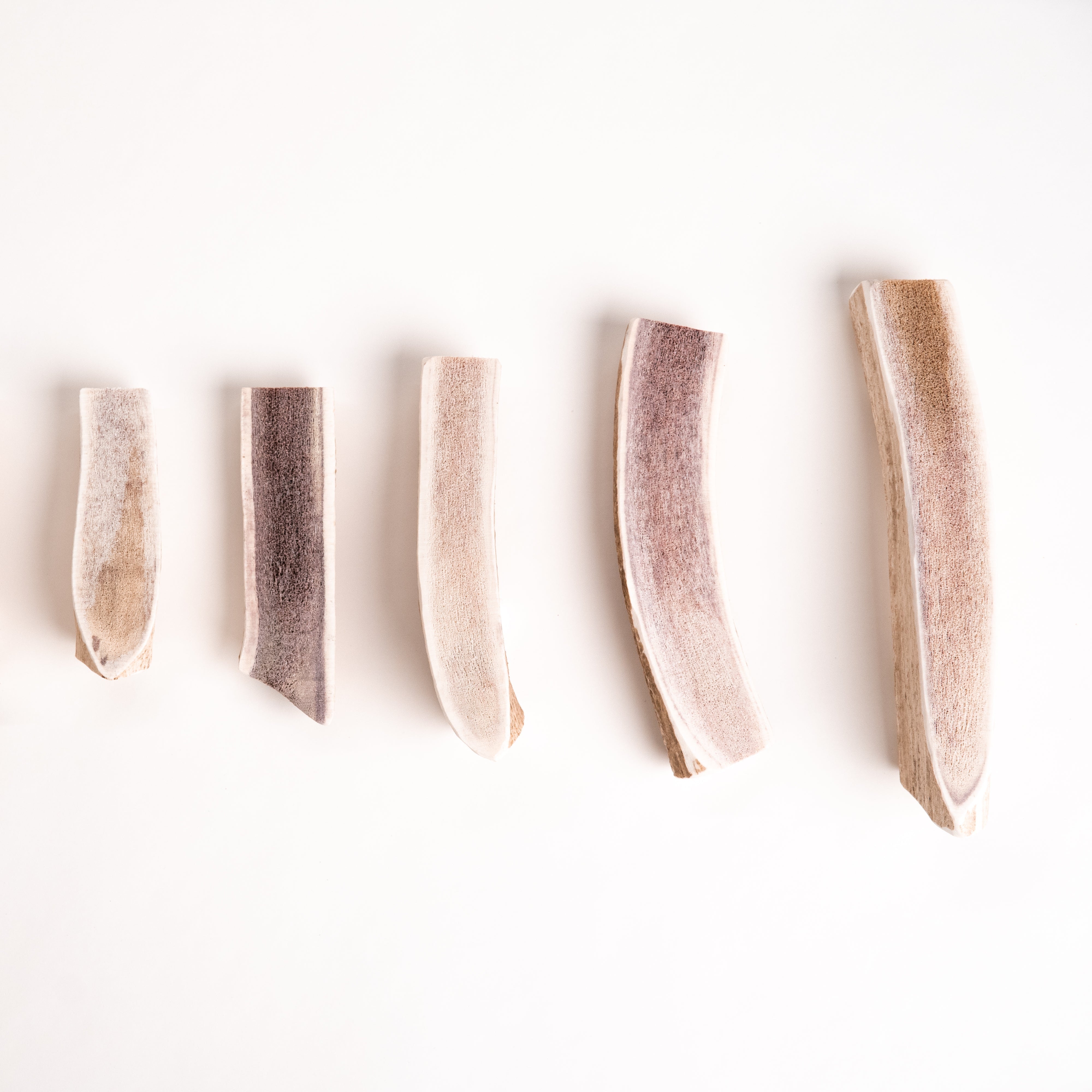 Five split elk antler sections in a row