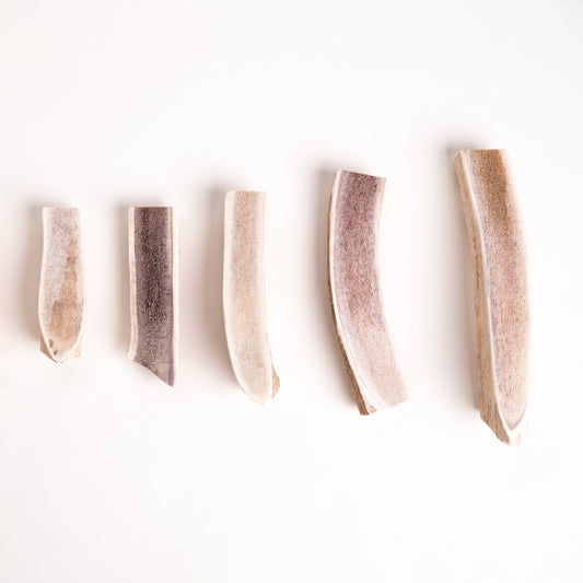 Five split elk antler sections in a row