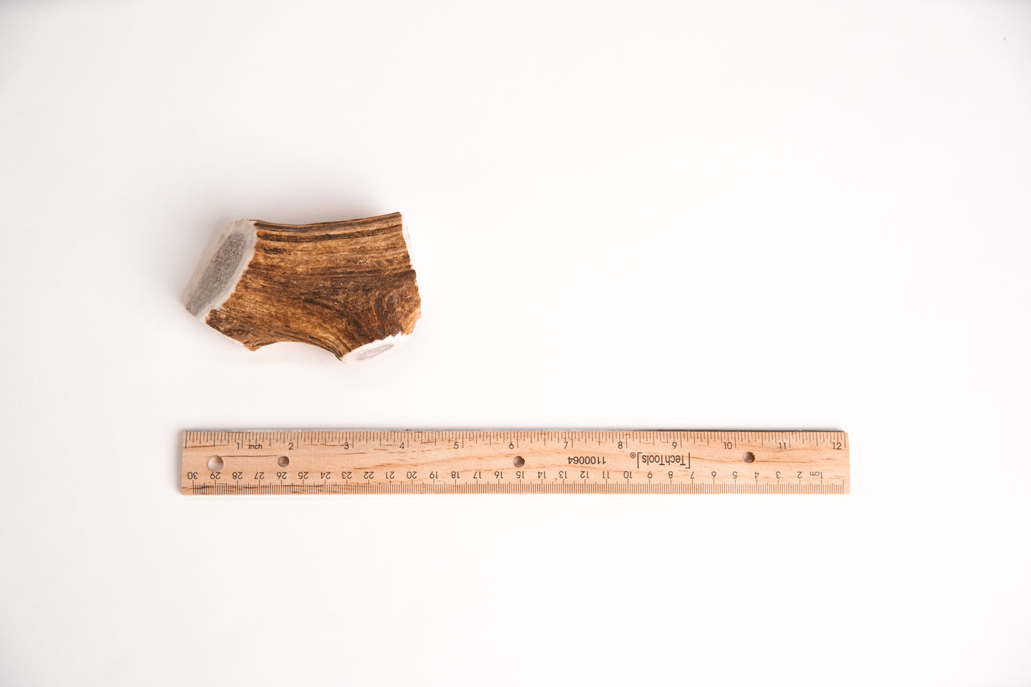 Small Deer Antler section with a ruler for scale on a white background