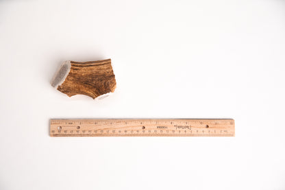 Small Deer Antler section with a ruler for scale on a white background