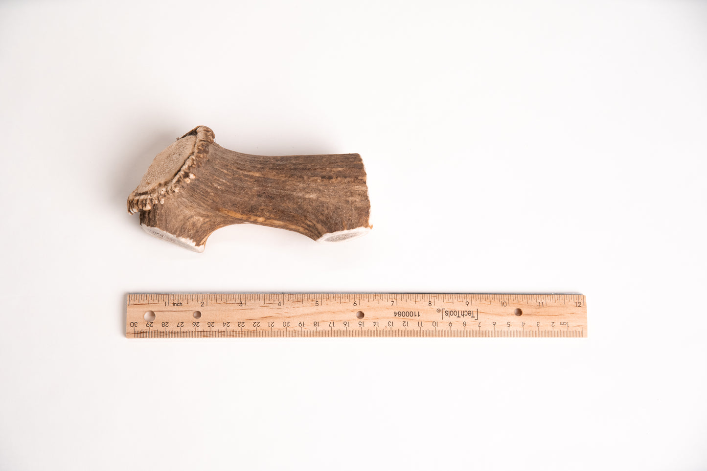 Deer Antler section with a ruler for scale on a white background