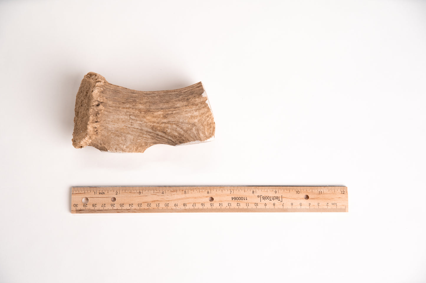 Deer Antler section with a ruler for scale on a white background