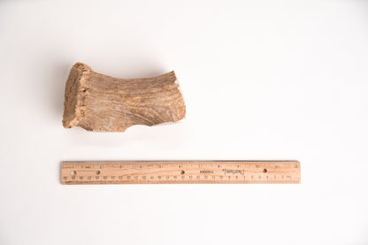 Deer Antler section with a ruler for scale on a white background
