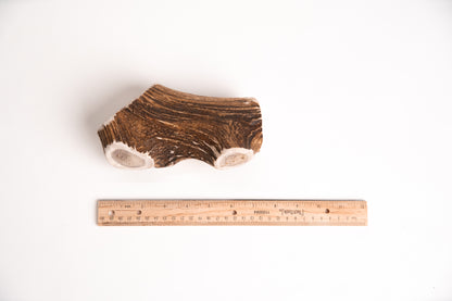 Deer Antler section with a ruler for scale on a white background