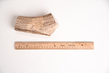 Small sized elk antler chew with a ruler for scale on a white background