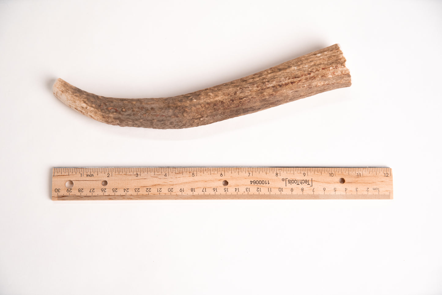 Extra long elk antler chew with a ruler for scale on a white background