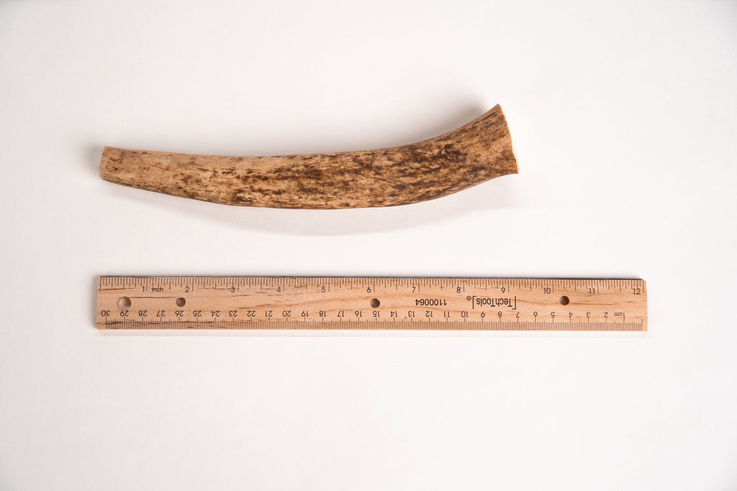 Extra long elk antler chew with a ruler for scale on a white background