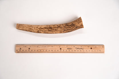 Extra long elk antler chew with a ruler for scale on a white background