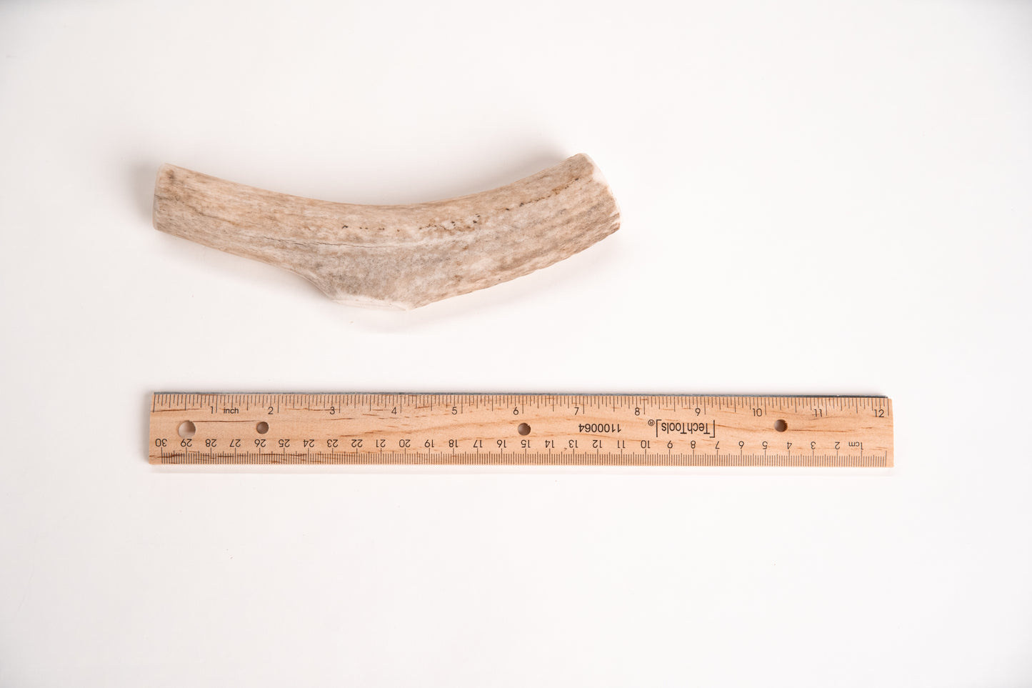 Long elk antler chew with a ruler for scale on a white background
