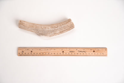 Long elk antler chew with a ruler for scale on a white background
