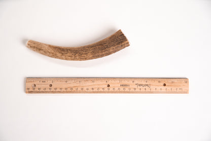 Long elk antler chew with a ruler for scale on a white background
