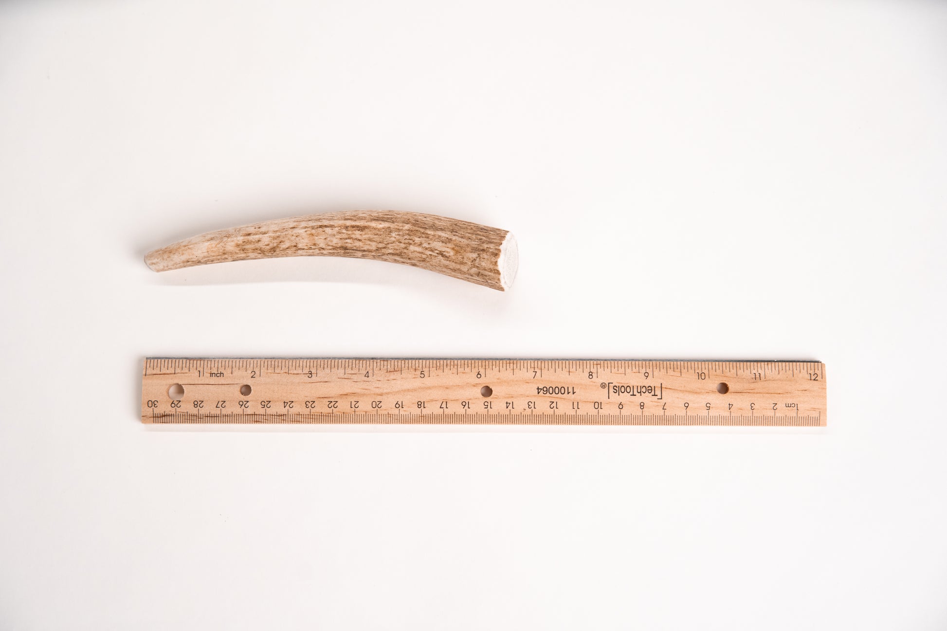 Antler next to a ruler on a white background