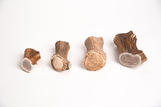 Four small deer antler sections in a row on a white background