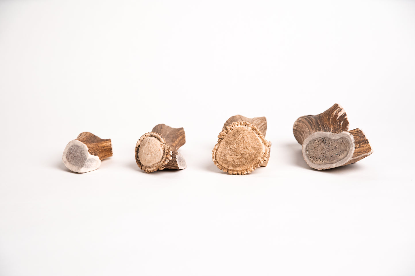 Four small deer antler sections in a row on a white background