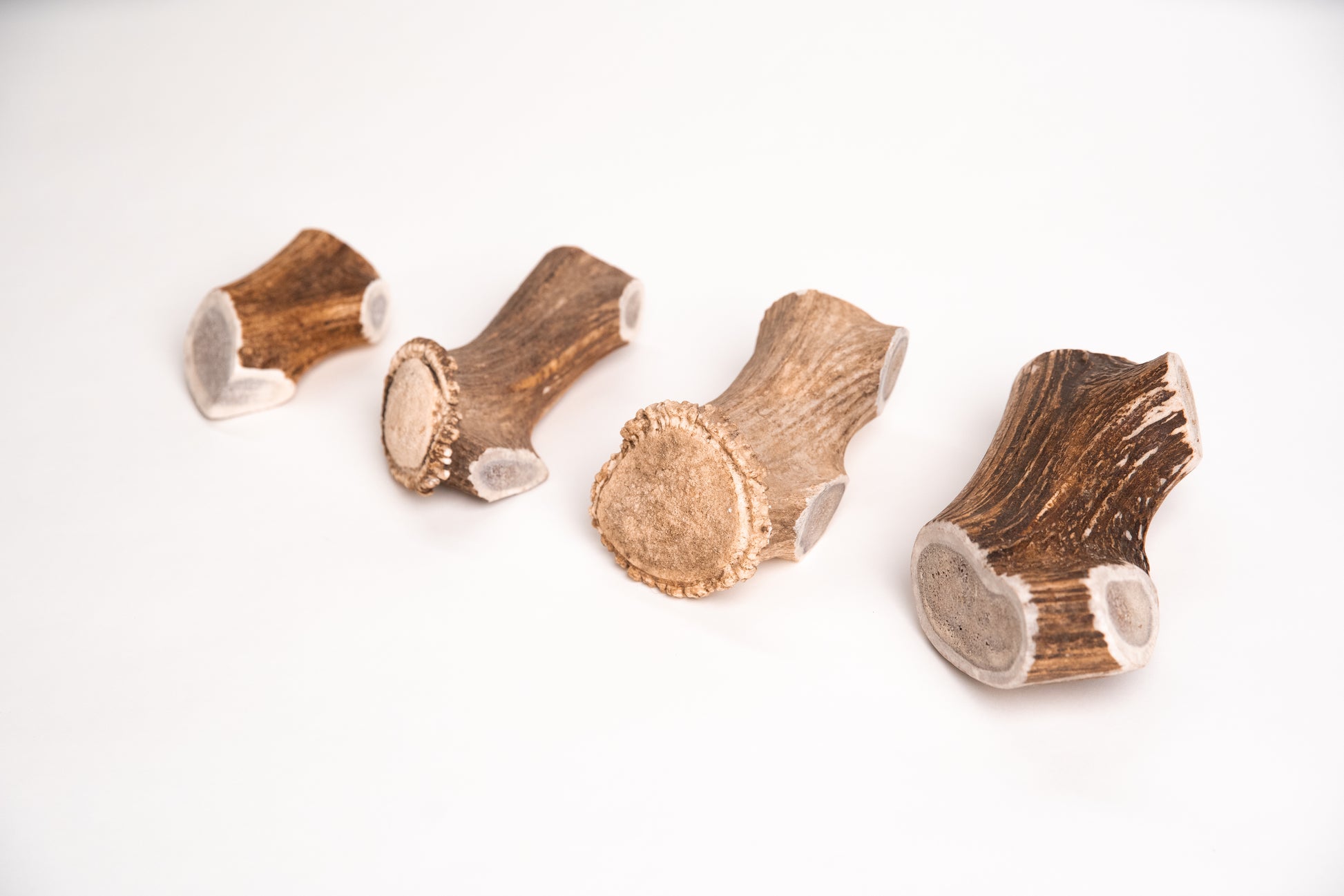 Four small deer antler sections in a row on a white background