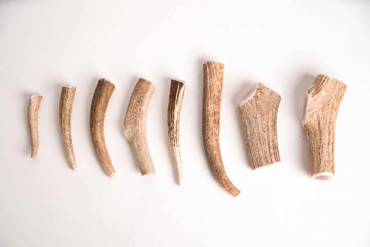 Set of eight deer antlers arranged in a row on a white background