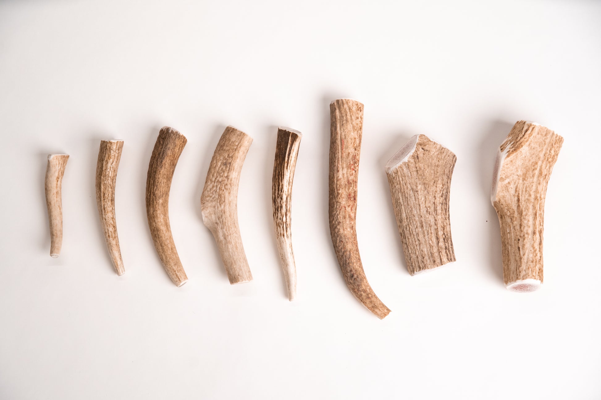 Set of eight deer antlers arranged in a row on a white background