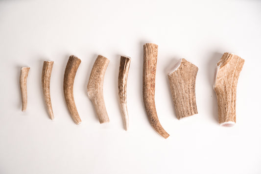 Set of eight deer antlers arranged in a row on a white background