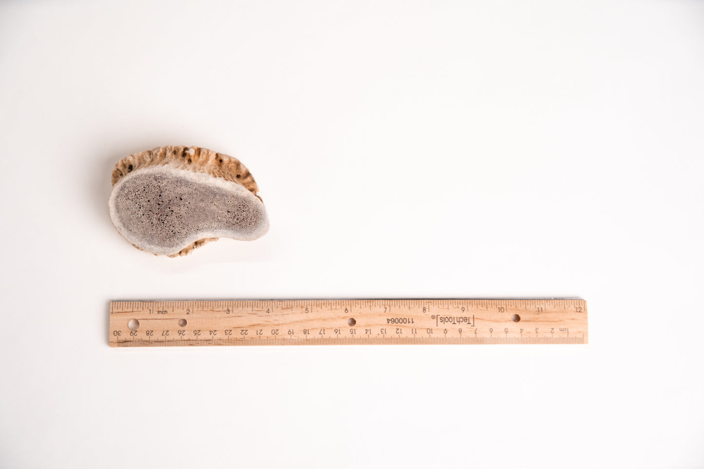 Burr Antler