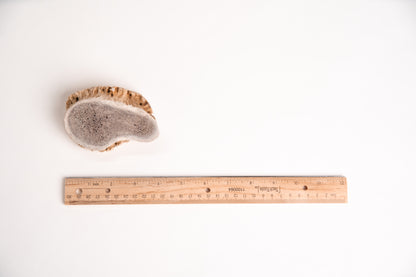 Burr Antler