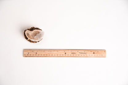 Burr Antler