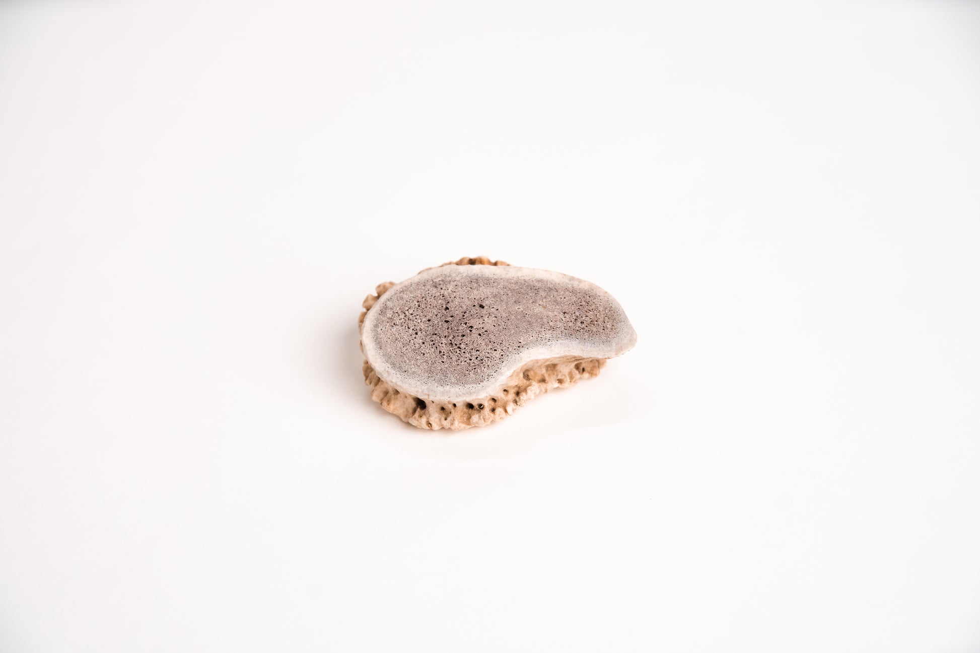 Burr Antler