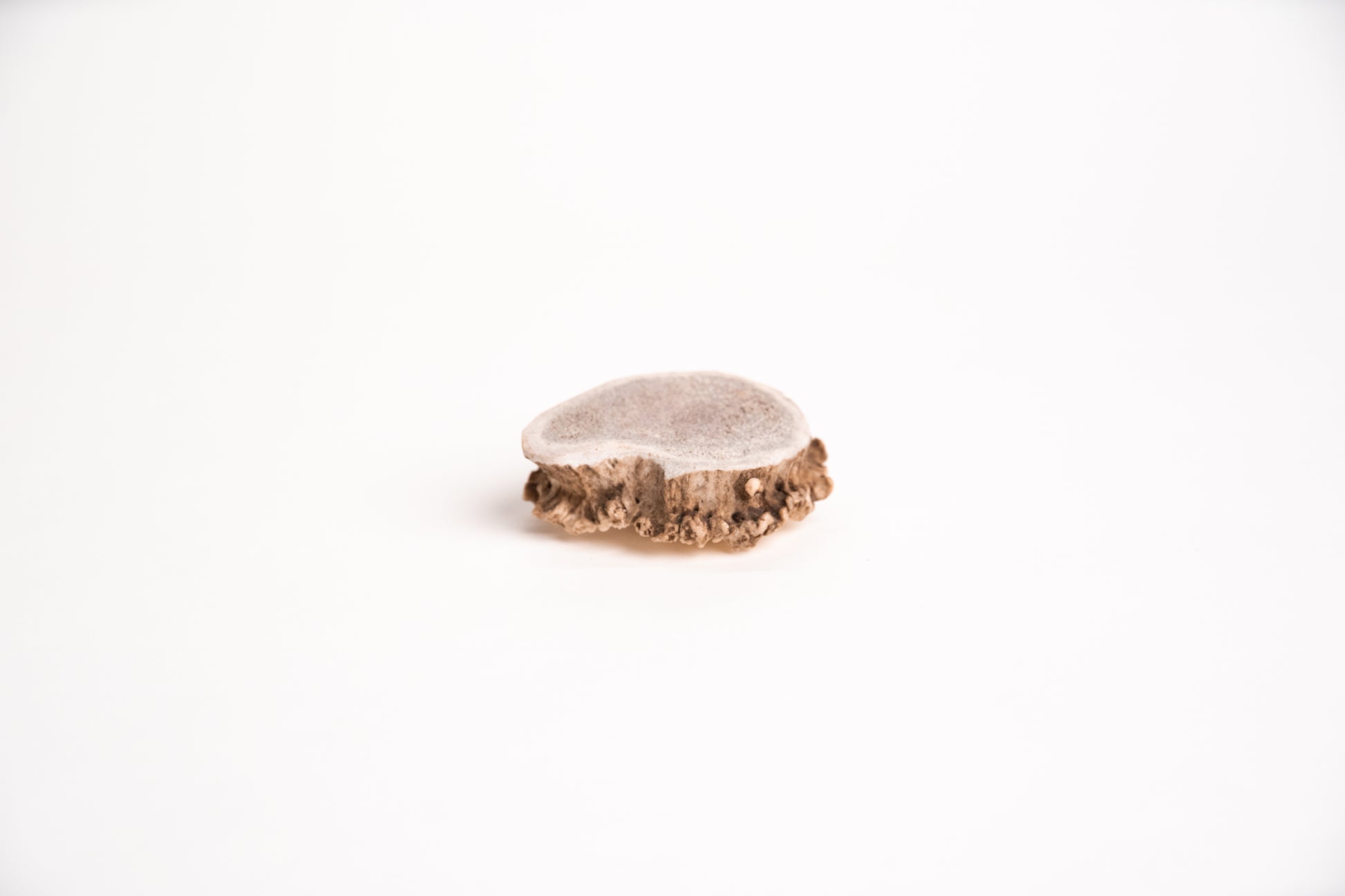 Burr Antler