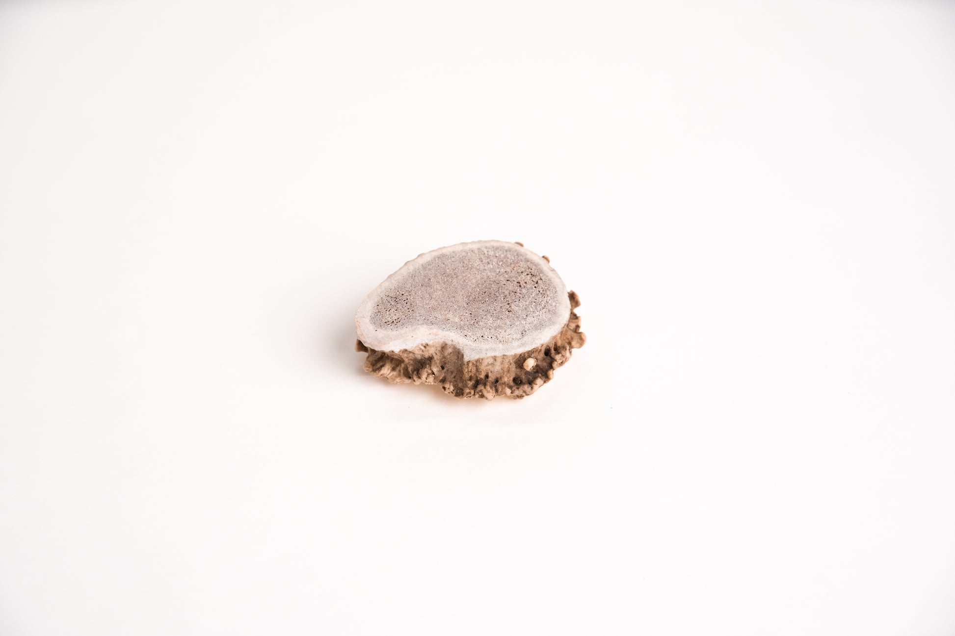 Burr Antler