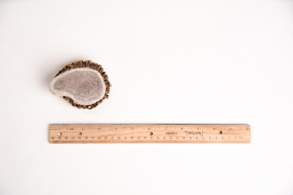 Burr Antler