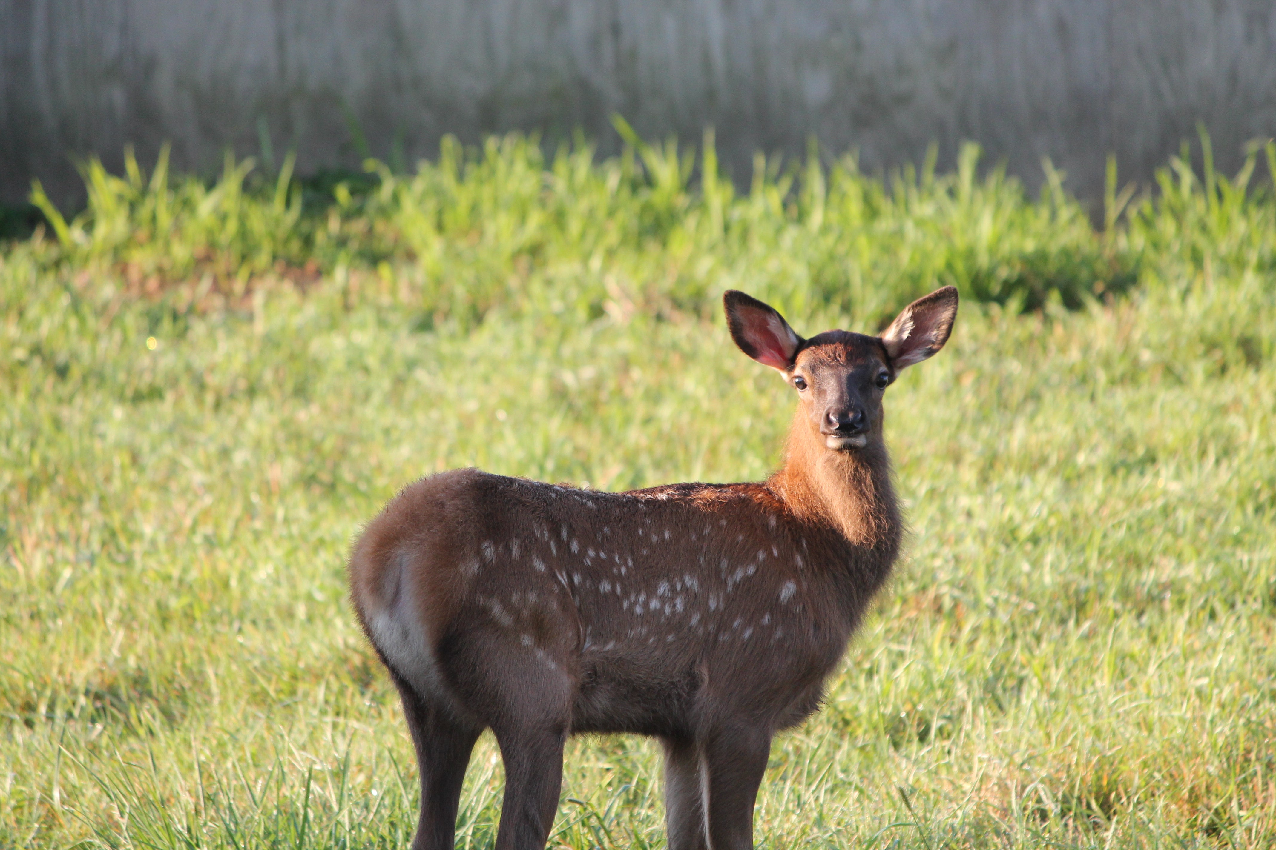 Baby elk calf with reddish-brown coat and white spots