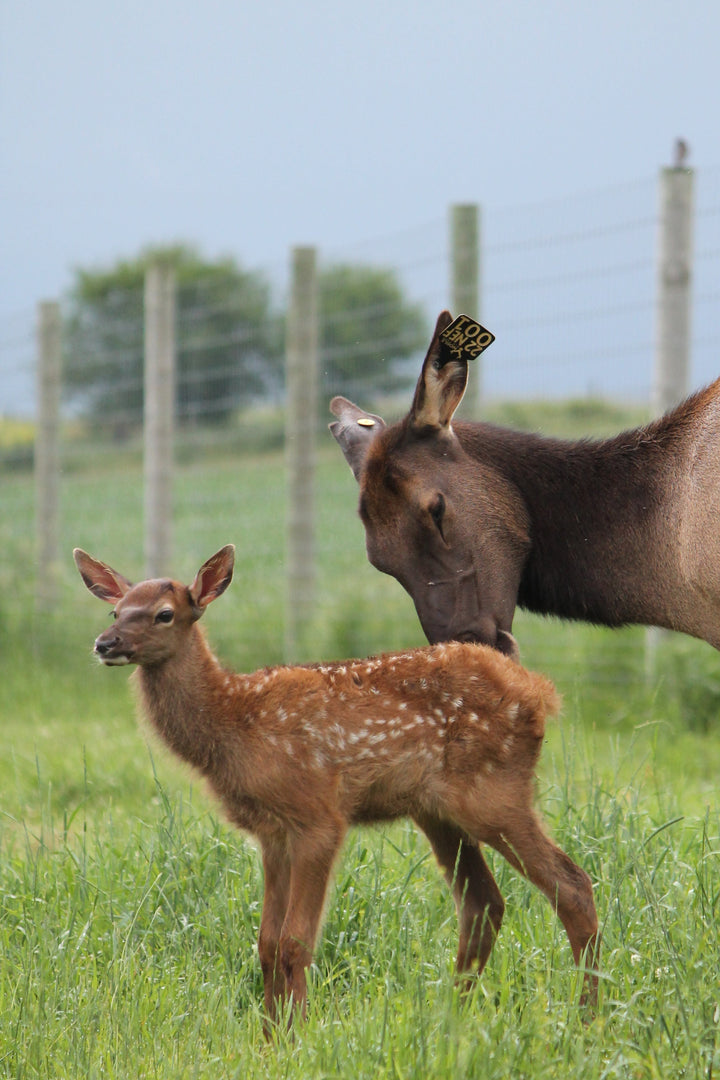 Elk cow and calf standing in a grassy field with a fence in the background.