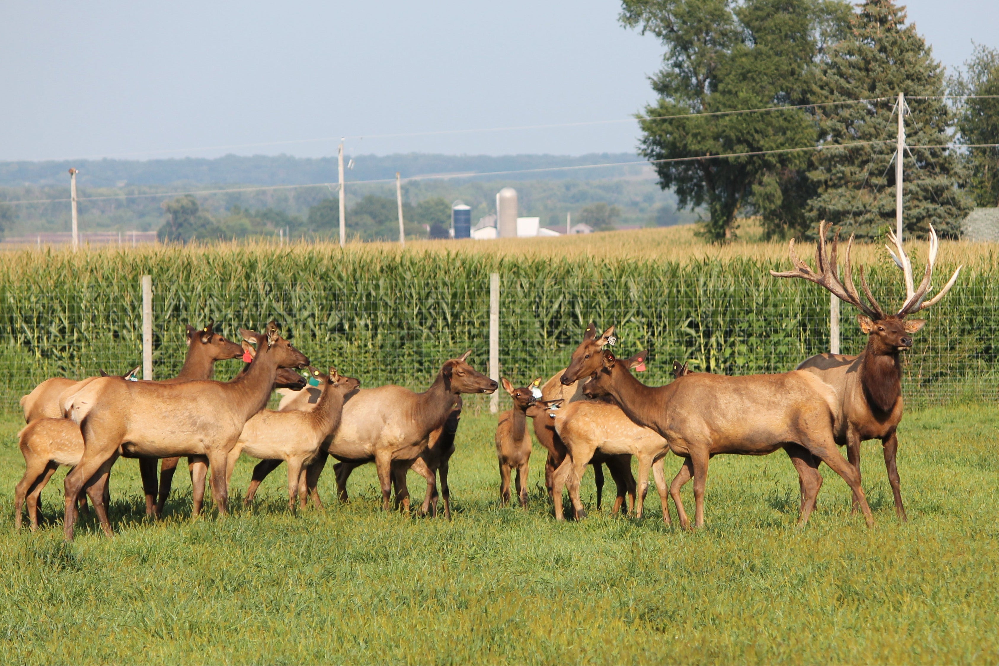 Group of elk in a grassy field with a clear sky