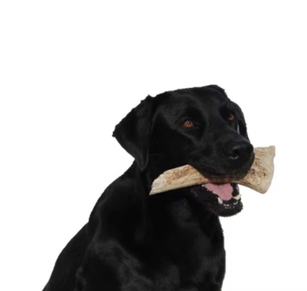 Black dog holding an antler chew in its mouth on a white background