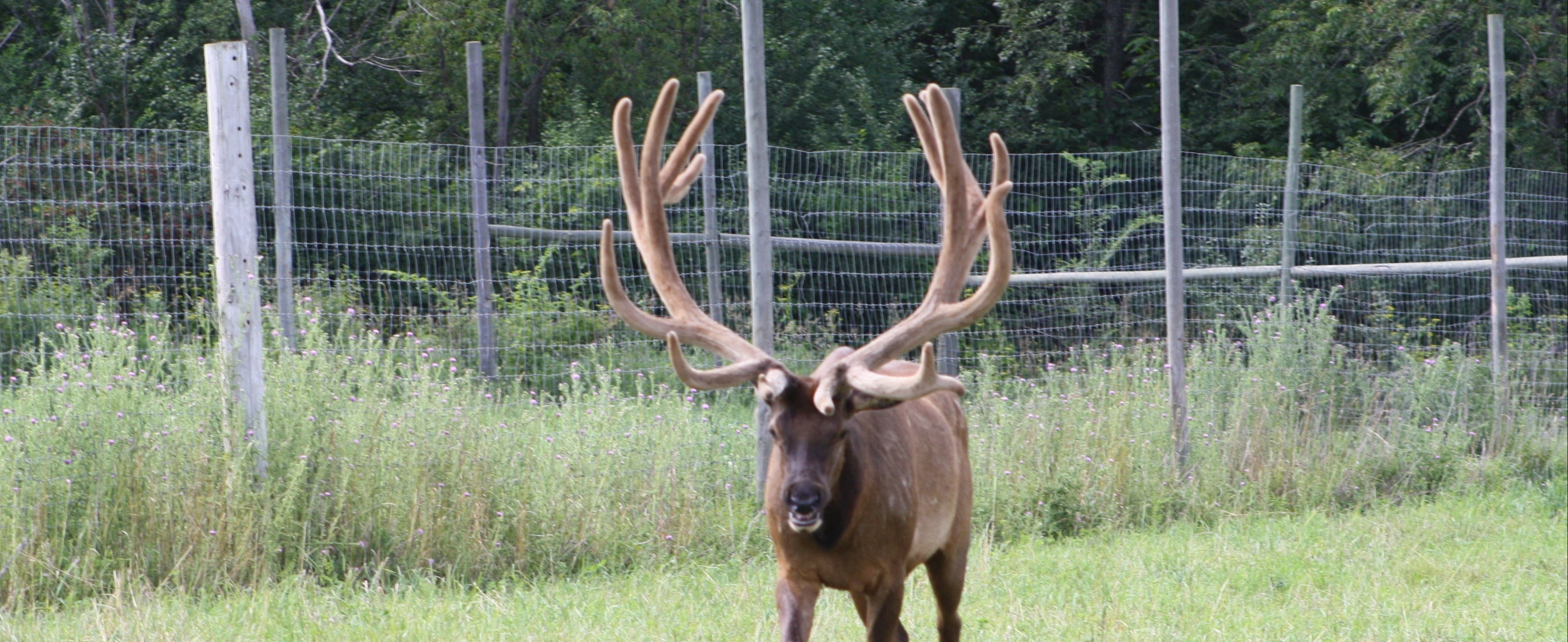 Elk with large antlers standing in a grassy area with a fence and trees in the background