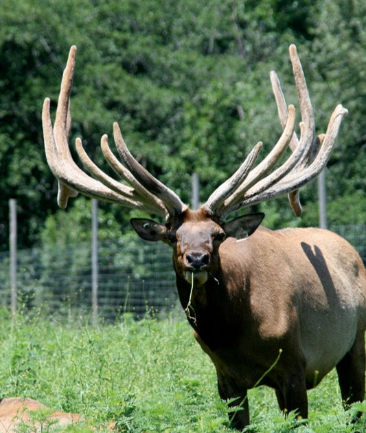 Bull elk named Zeus at Noble Elk Farm