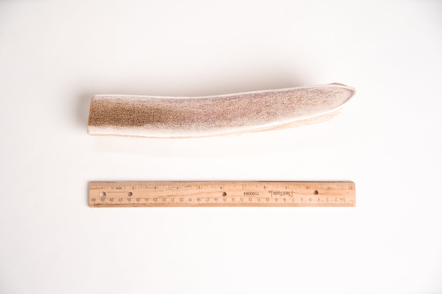 Long, split elk antler with a ruler for scale on a white background