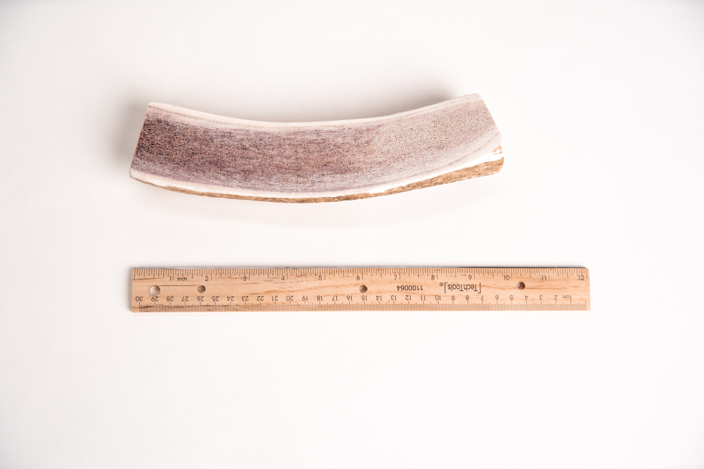 Long split elk antler with a ruler for scale on a white background