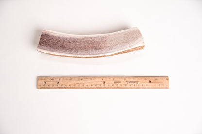 Long split elk antler with a ruler for scale on a white background