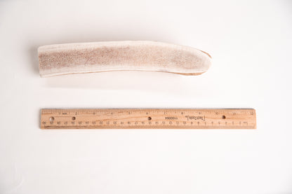 Long split elk antler with a ruler for scale on a white background