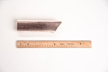 Medium sized split elk antler with a ruler for scale on a white background