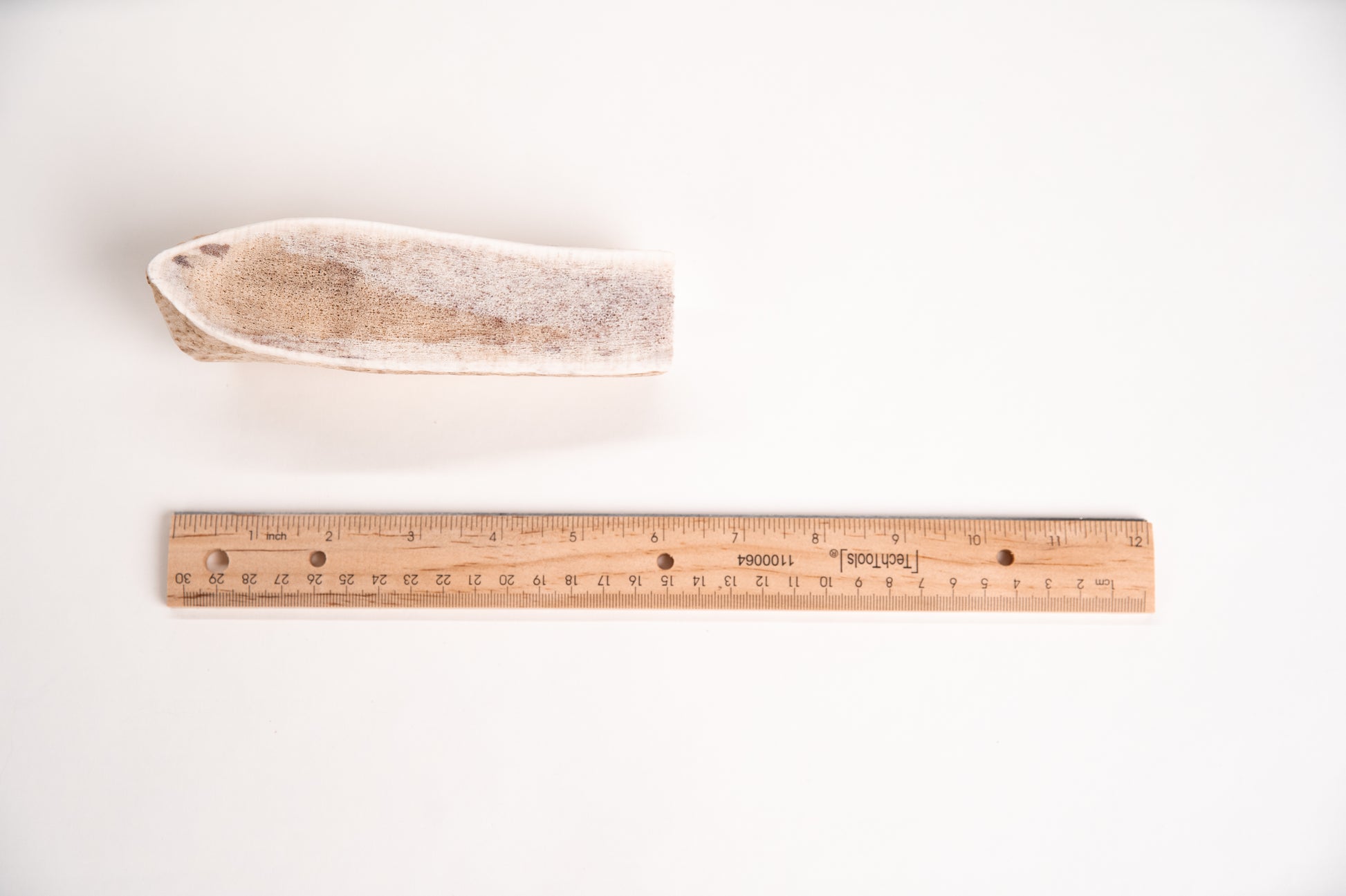 Medium sized split elk antler with a ruler for scale on a white background