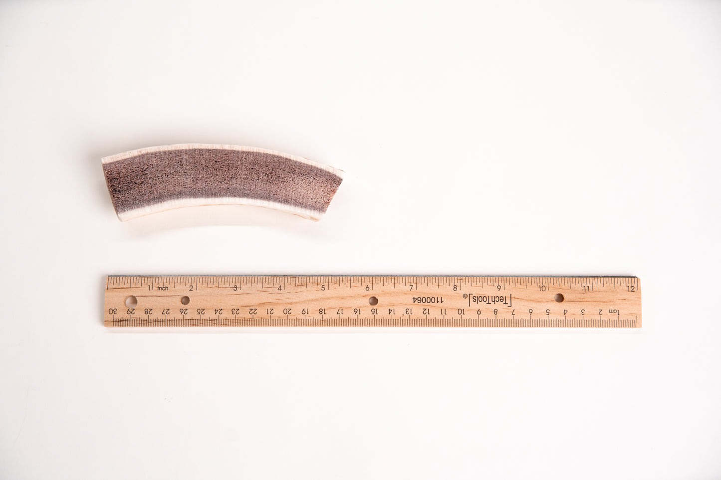 Small sized split elk antler with a ruler for scale on a white background