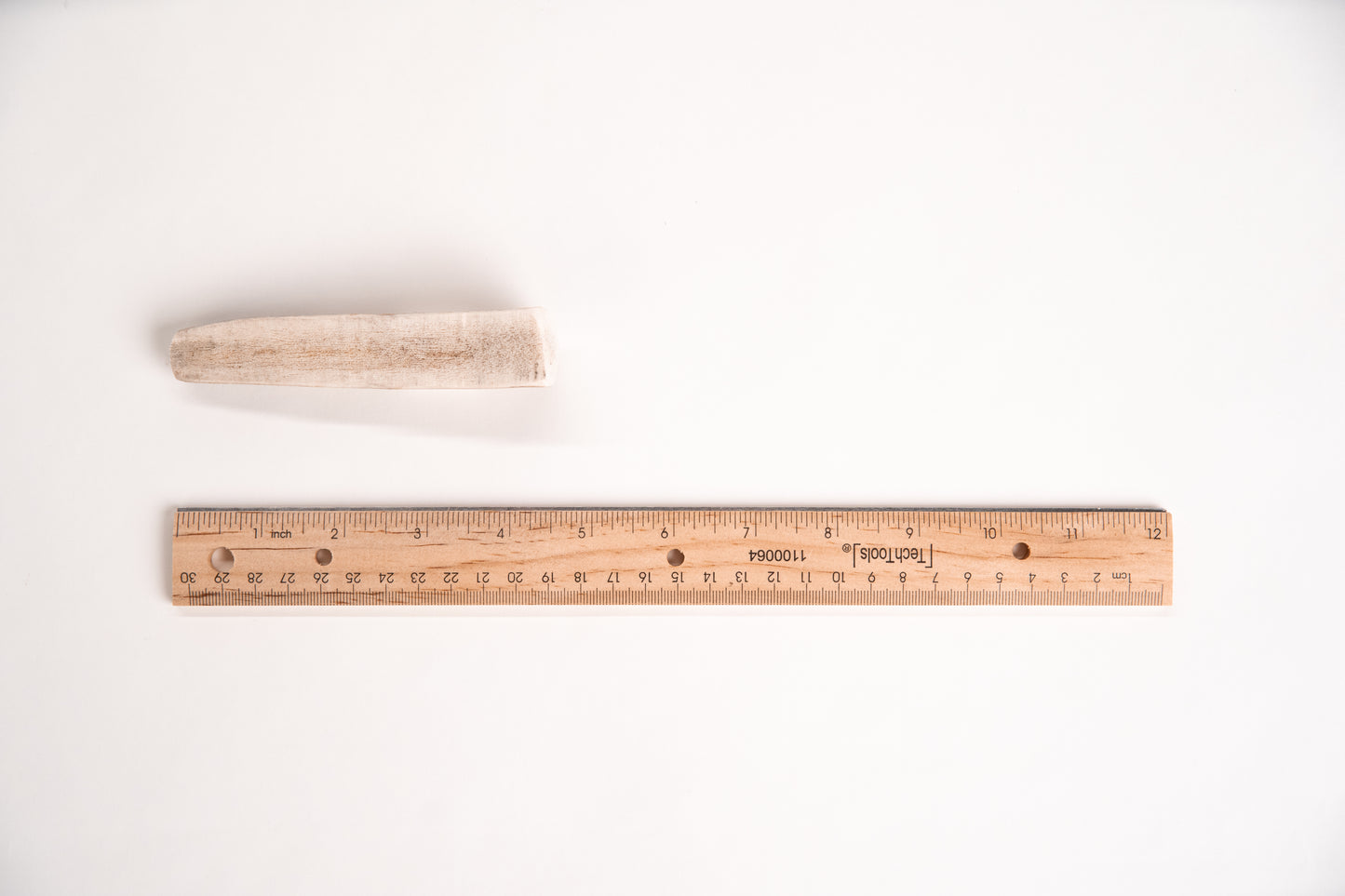 Small sized split elk antler with a ruler for scale on a white background